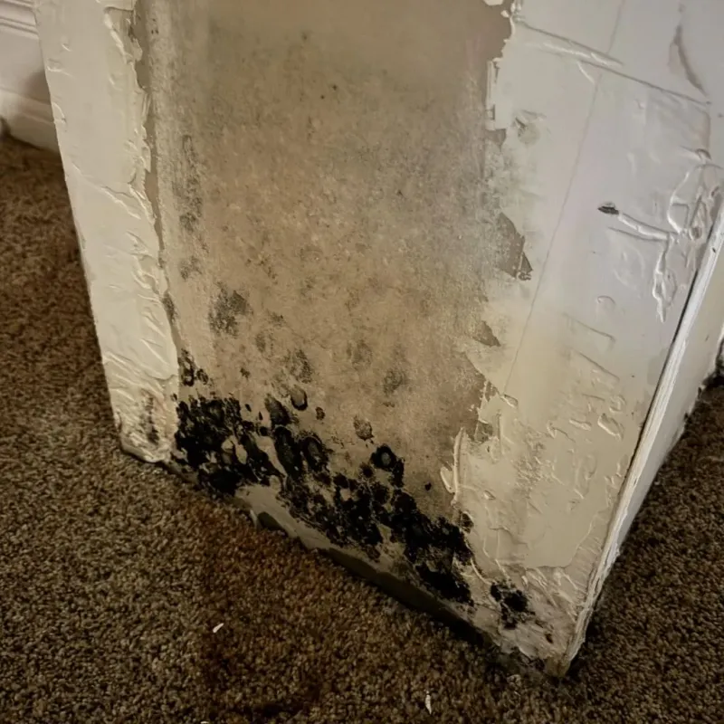Professional Mold Removal in Pleasant Valley, WV